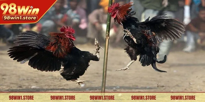 Đá gà Campuchia được diễn ra một cách bài bản