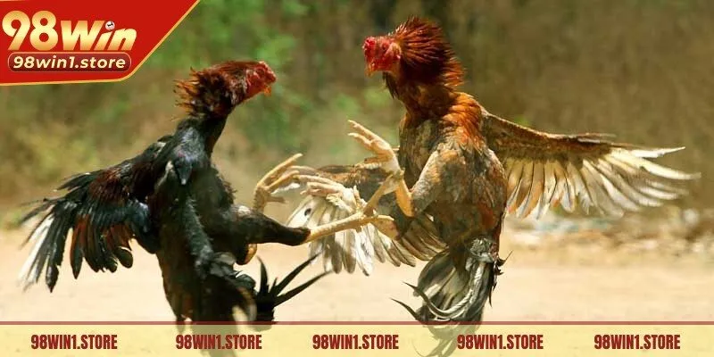 Bạn có thể theo dõi cá cược đá gà Campuchia qua nhà cái trực tuyến uy tín